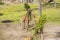 Beautiful landscape view on group of giraffes. Wild animals concept.