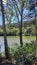 Beautiful Landscape View Of Lake Through Pine Trees. Lake Shore With Green Trees And Plants