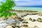 Beautiful landscape view with little tree on partly rocky Cuban untouched beach against tranquil turquoise ocean and blue sky back