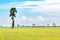 Beautiful landscape view of nature yellow rice field with cloudy blue sky and Palmyra Palm on background