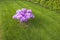 Beautiful landscape view of pink rhododendron flower on townhouse front yard.