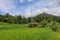 Beautiful landscape view of rice field with shelter for cows. Vi