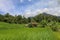 Beautiful landscape view of rice field with shelter for cows. Vi