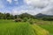 Beautiful landscape view of rice field with shelter for cows. Vi