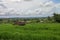 Beautiful landscape view of rice field with shelter for cows. Vi