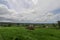 Beautiful landscape view of rice field with shelter for cows. Vi