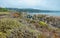 Beautiful landscape, view rocky Pacific Ocean coast at Point Lobos State Reserve in Carmel, California