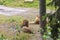 Beautiful landscape view of two brown lions.