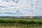 Beautiful landscape of vineyard and picturesque sky