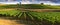 Beautiful landscape of Vineyards in Tuscany. Chianti region in summer season.
