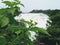 A beautiful landscape water fall near the jungle