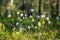 A beautiful landscape of a wet forest full with white blooming cottongrass flowers.