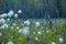 A beautiful landscape of a wet forest full with white blooming cottongrass flowers.