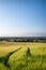 Beautiful landscape wheat field in bright Summer sunlight evening