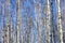 Beautiful landscape with white birches against blue sky