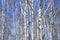 Beautiful landscape with white birches against blue sky