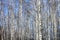 Beautiful landscape with white birches against blue sky