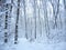Beautiful landscape in winter forest. Path in frosty wood