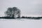 Beautiful landscape of winter nature. Big tree in snowy wasteland in gloomy weather.