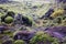 Beautiful landscape with wooly moss on a rainy day in Iceland