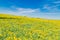 Beautiful landscape of yellow field meadow of dandelion flowers in spring with blue sky