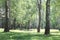 Beautiful landscape with young juicy birches with green leaves and with black and white birch trunks in sunlight