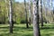 Beautiful landscape with young juicy green birches with green leaves and with black and white birch trunks in sunlight