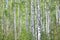 Beautiful landscape with young juicy green birches with green leaves and with black and white birch trunks in sunlight