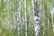 Beautiful landscape with young juicy green birches with green leaves and with black and white birch trunks in sunlight