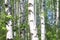 Beautiful landscape with young juicy green birches with green leaves and with black and white birch trunks in sunlight