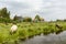 Beautiful landscape of the Zaanse Schans village in the Netherlands. Some sheeps eating green grass close the riverside