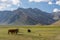 Beautiful landscape of Zanskar valley with many cow in summer, L