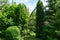 Beautiful landscaped garden with evergreens. Boxwood Buxus sempervirens trees, thuja occidentalis Columna,
