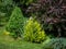Beautiful landscaped garden with evergreens. Example using purple barberry, yellow needles of western thuja, juniper