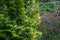 Beautiful landscaped garden with evergreens. Example using yellow needles of western thuja with purple barberry