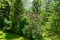 Beautiful landscaped garden with evergreens and green lawn. Pines, boxwood tree, Pinus mugo Pumilio, thuja occidentalis.