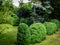 Beautiful landscaped garden with evergreens. Picea pungens above many boxwood