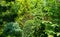Beautiful landscaped garden with evergreens. Yellow needles of western thuja, blue juniper Juniperus squamata, green boxwood