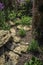 Beautiful landscaped natural garden with plants, succulents, rocks and stones