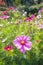 Beautiful landscaped summer garden, cosmos, flowers