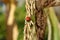 Beautiful landscapes, outdoor insects, a small red ladybug on a dry, yellow head of corn growing in a home garden.