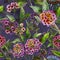Beautiful lantana or brazil verbena flowers with green leaves on purple background. Seamless summer floral pattern.