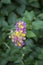 Beautiful Lantana camara exotic tropical flower