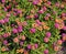 Beautiful Lantana Camara, or yellow Sage plants