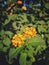 A beautiful lantana plant in a park