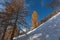 Beautiful larch trees with autumn colors after a snowfall along a snowy slope