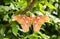 Beautiful Large Atlas Moth in a lush rainforest