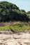 Beautiful large bird with magnificent big yellow eyes in Dry Tortugas Island