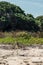 Beautiful large bird with magnificent big yellow eyes in Dry Tortugas Island