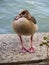 A beautiful large bird Nile goose in the Dutch city of Vlaardingen Rotterdam, The Netherlands